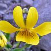 Violeta Amarilla (Yellow Violet) - native